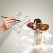 Foto: Funny spaniel dog Funny spaniel dog