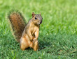Curious young Eastern Fox squirrel (Sciurus niger)