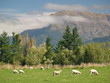 Sheep in New Zealand