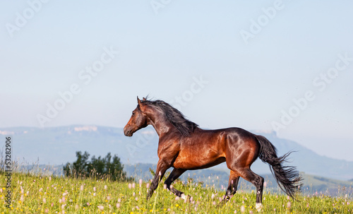 Photo: Arab racer runs on a green summer meadow Arab racer runs on a green summer meadow