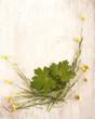 canvas print picture - Plants and leafs in nest for
