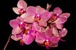 orchid flowers