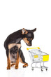 chihuahua with shopping trolly isolated on white background