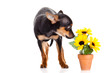 chihuahua and flowers  isolated on white background