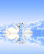 Mute swan