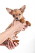 chihuahua on the hands isolated on white background