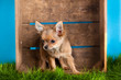 chihuahua in box isolated on white background