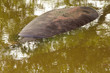 ippopotamo