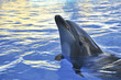 dolphin on the sunset