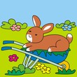 Rabbit and barrow
