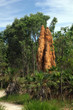 Termite mounds in Australia