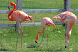 Photo: flamingo birds flamingo birds