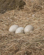 Swans eggs