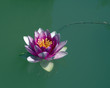 lotus