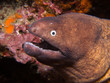 White Eyed Moray Eel - Siderea thyrsoidea
