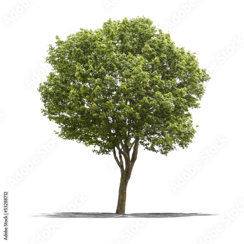 Photo: Arbre sur fond blanc Arbre sur fond blanc