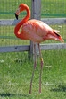 Photo: flamingo bird flamingo bird
