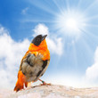 Photo: The Red Bishop (Euplectes orix) against sunny sky. The Red Bishop (Euplectes orix) against sunny sky.