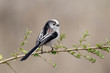 Long-tailed tit, Aegithalos caudatus