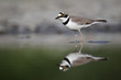 Little-ringed plover, Charadrius dubius, 