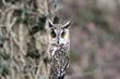 Long-eared owl, Asio otus,
