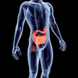 Internal Organs - Intestines.