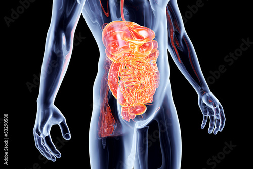 Illustration: Internal Organs - Intestines. Internal Organs - Intestines.