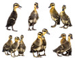 Photo: cute ducklings isolated on a white background - collection cute ducklings isolated on a white background - collection