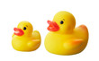 ducks