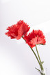 Mohnblume rot schwarz