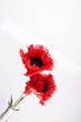 Mohnblume rot schwarz