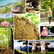 Wander Collage