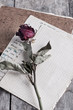 dried rose on old notebook
