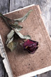 dried rose on old notebook