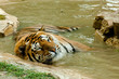 Tigre