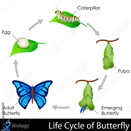 Illustration: Lifecycle of Butterfly Lifecycle of Butterfly