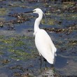 Photo: aigrette garzette en bord de mer aigrette garzette en bord de mer