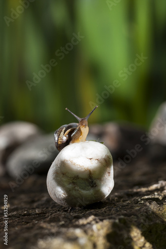 Photo: Snail on white rock Snail on white rock