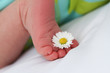 Babyfüßchen Gänseblümchen 4