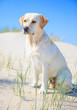 Labrador am Strand