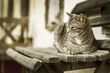 Hauskatze 006