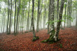 beech forest in the morning with fog