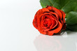 Foto: rose rose