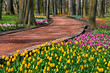 Colorful tulips in the park. Path in the park.