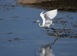 Photo: aigrette garzette au decollage aigrette garzette au decollage