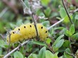 Raupe des Thymian-Widderchens