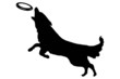 Hund mit Frisbee