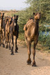 Photo: Camel at the Pushkar Fair , India Camel at the Pushkar Fair , India