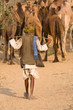 Photo: Pushkar Camel Mela. Rajasthan, India. Pushkar Camel Mela. Rajasthan, India.