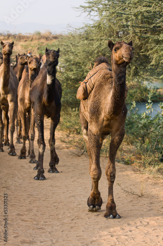 Photo: Camel at the Pushkar Fair , India Camel at the Pushkar Fair , India